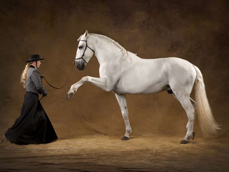 Uivador Da Broa Stallion